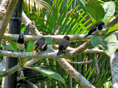 songbirds